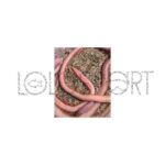 Immagine prodotto successivo