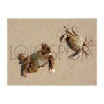 Immagine prodotto successivo