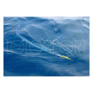 Alternative view of STONFO MATASSINA PER AGUGLIE