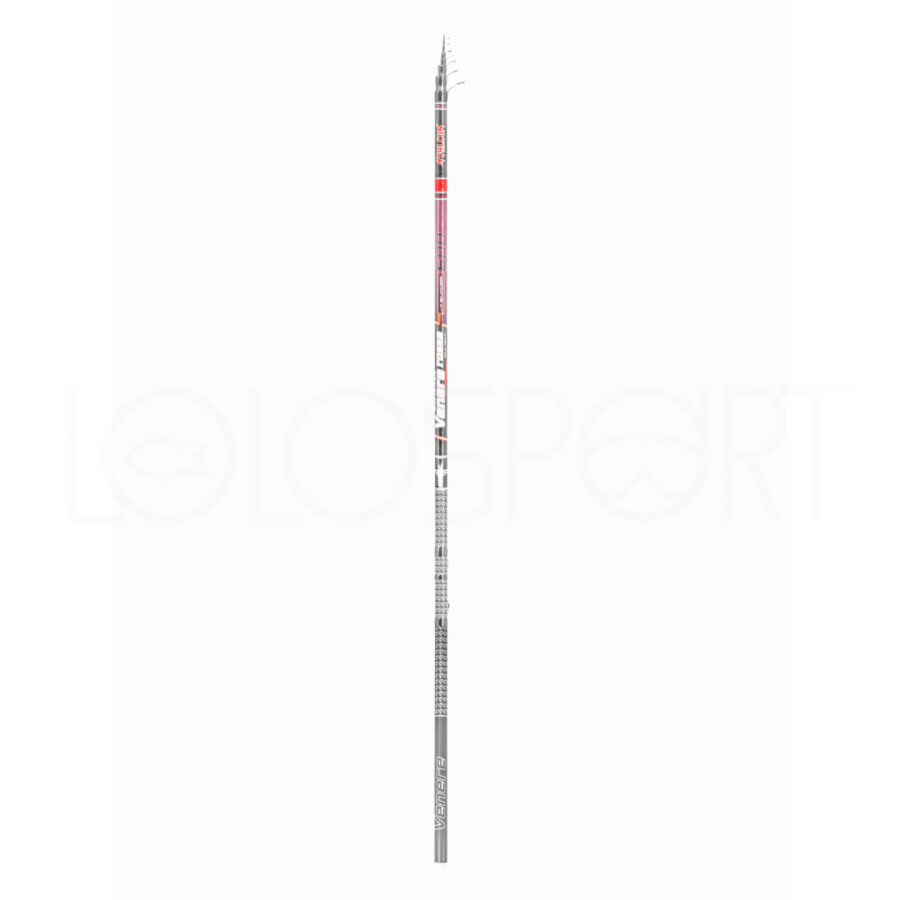 FALCON BOLOGNESE VENERE ROSSA